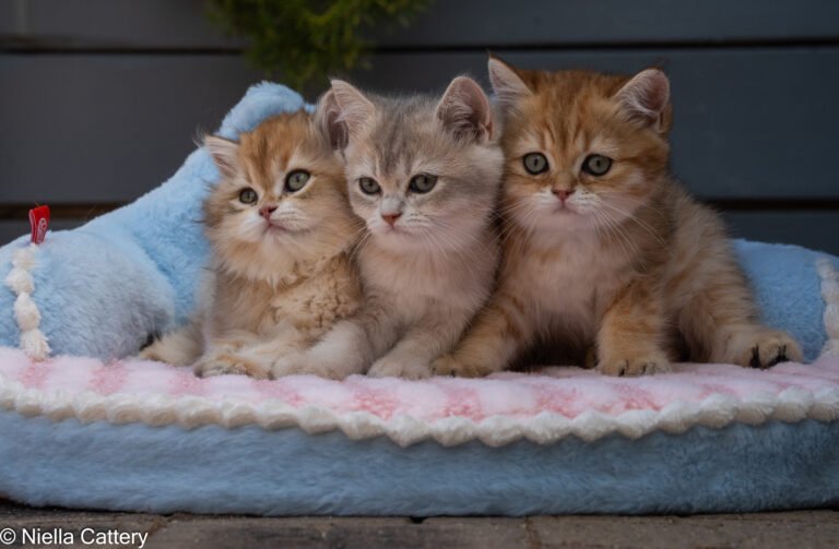 British shorthair and longhair kittens