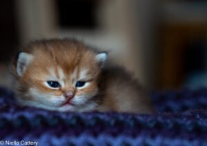 Boy British Shorthair Kittens