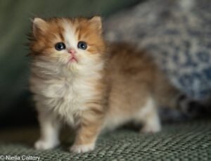 Girl British Longhair Kittens
