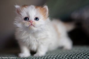 Boy British Longhair Kittens