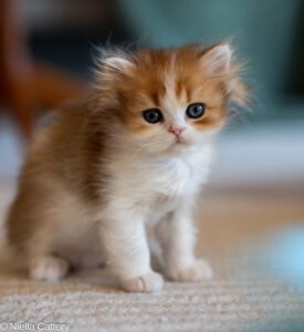 Boy British Longhair Kittens