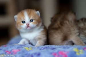 Girl British Shorthair Kittens