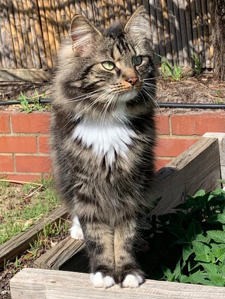 Beautiful Longhair Cat