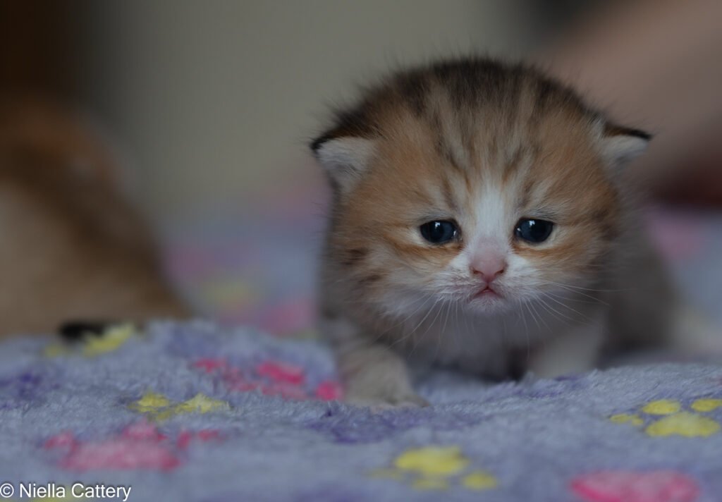 Girl British Shorthair Kittens
