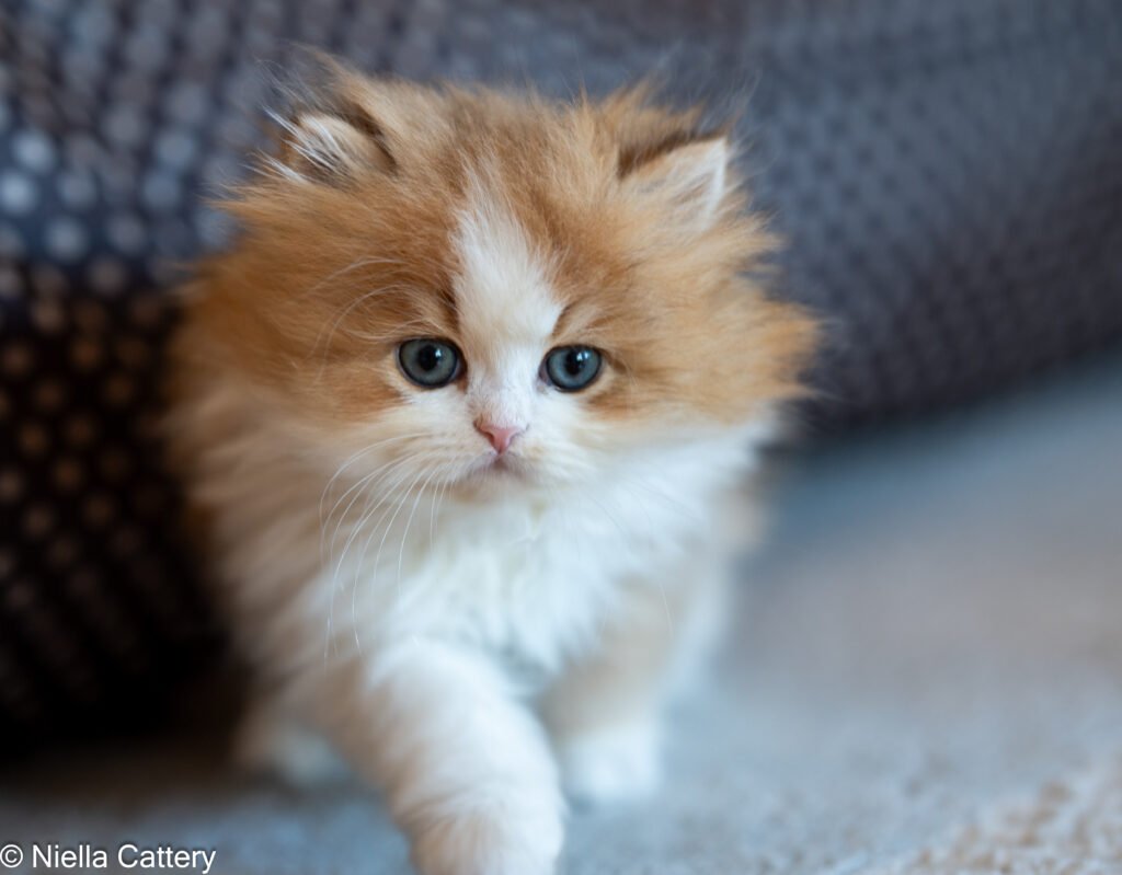 Boy British Longhair Kittens
