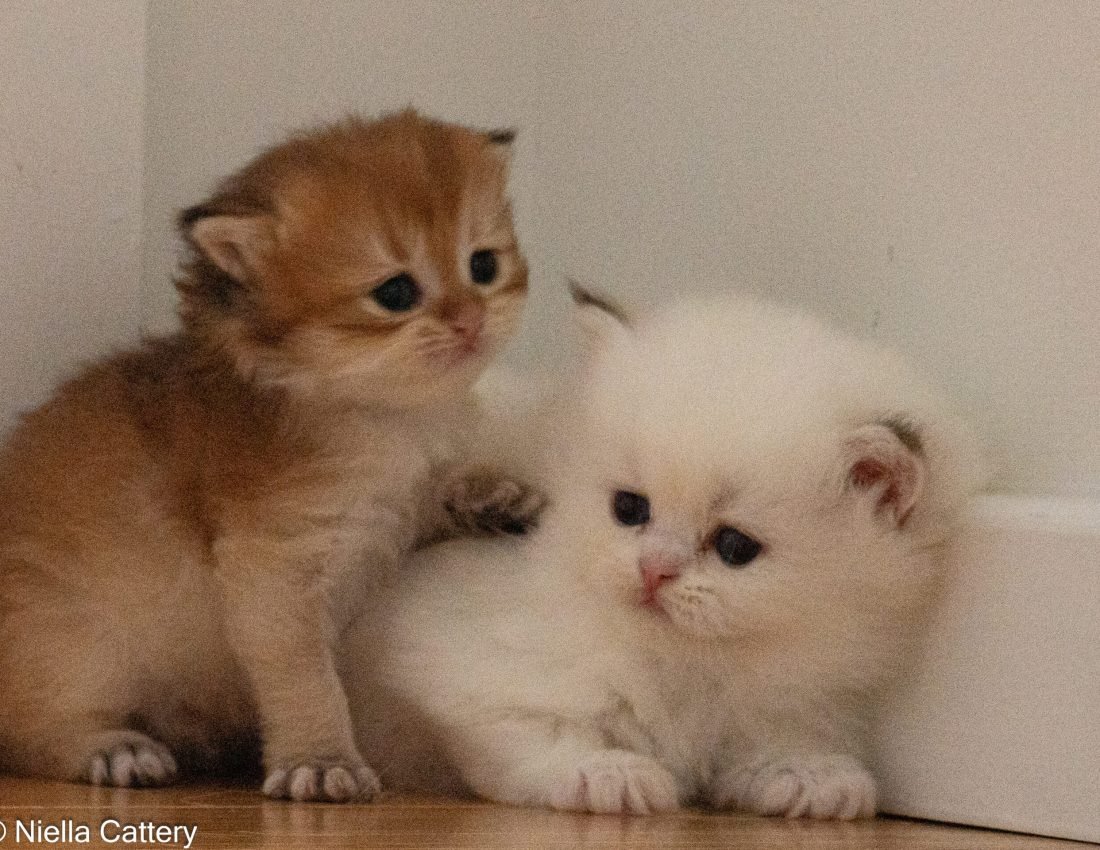 08b71569ec56dfcd9e25cb59712f7465