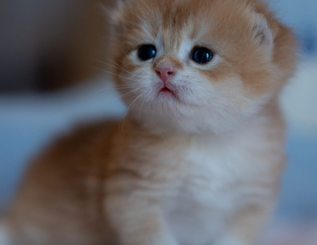 0c5a4798773778ebec09485712be592c 2