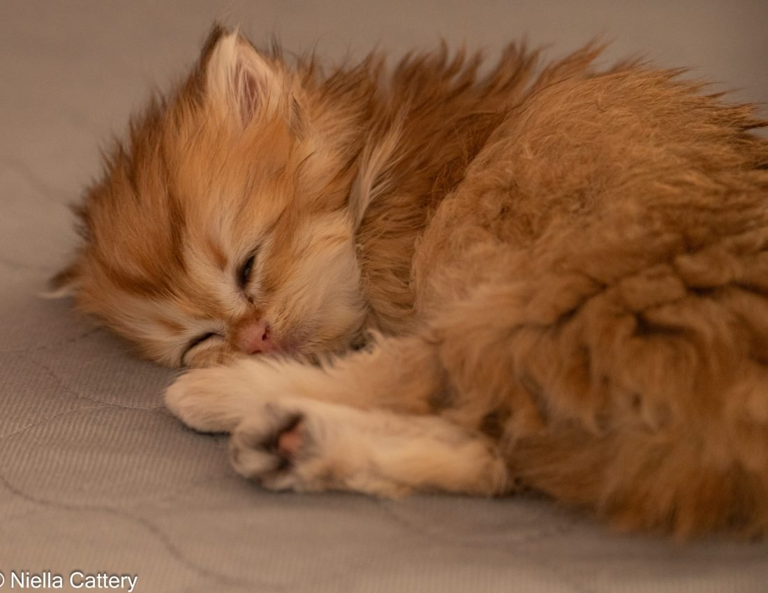 0ff08f41d73c2efdd0754f948e1c6cb5