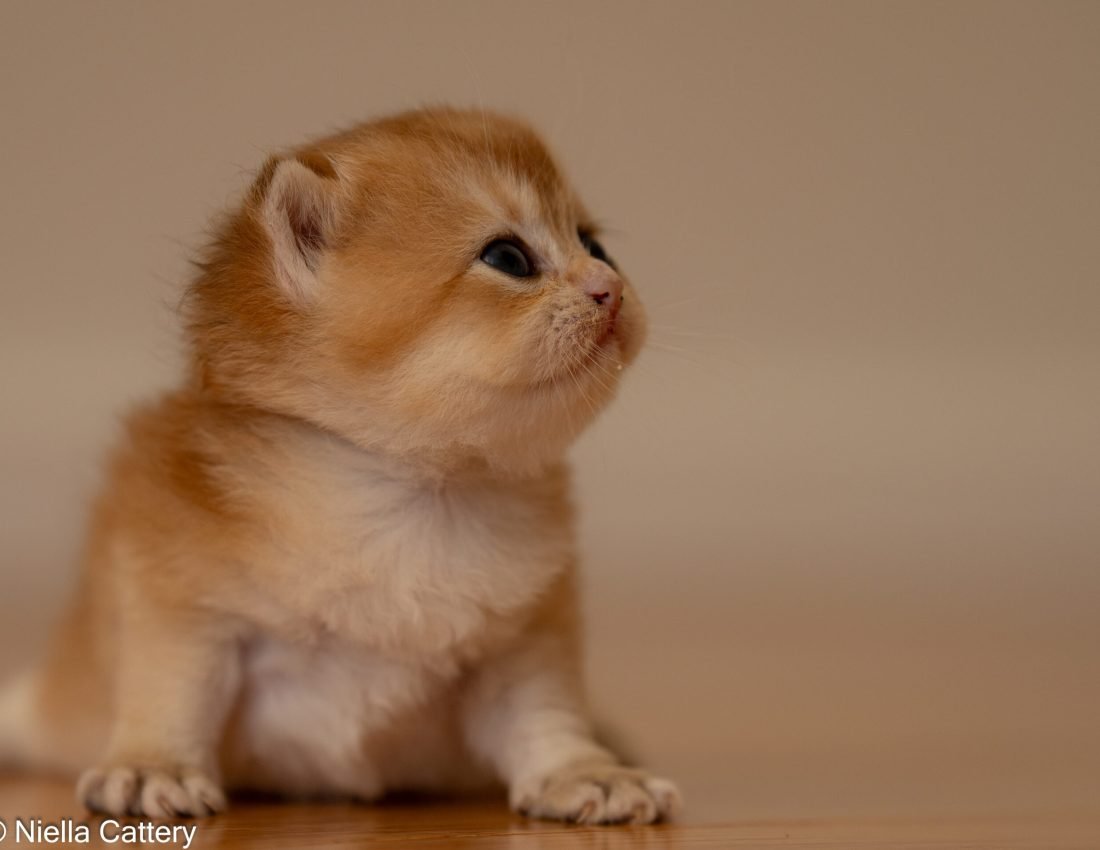 25a33fa64dd0f64d8fd8b164aaec9af4