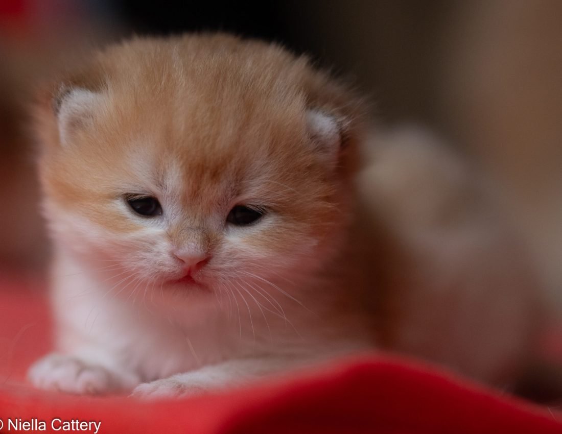 35d11489c291b8362be7564b501ace5b