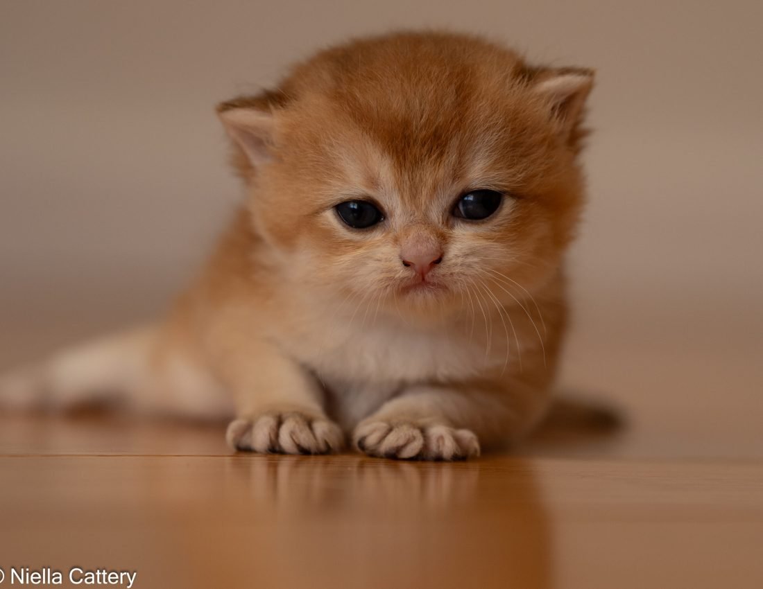 45d7246e57ea685d6e16c8082fae5452