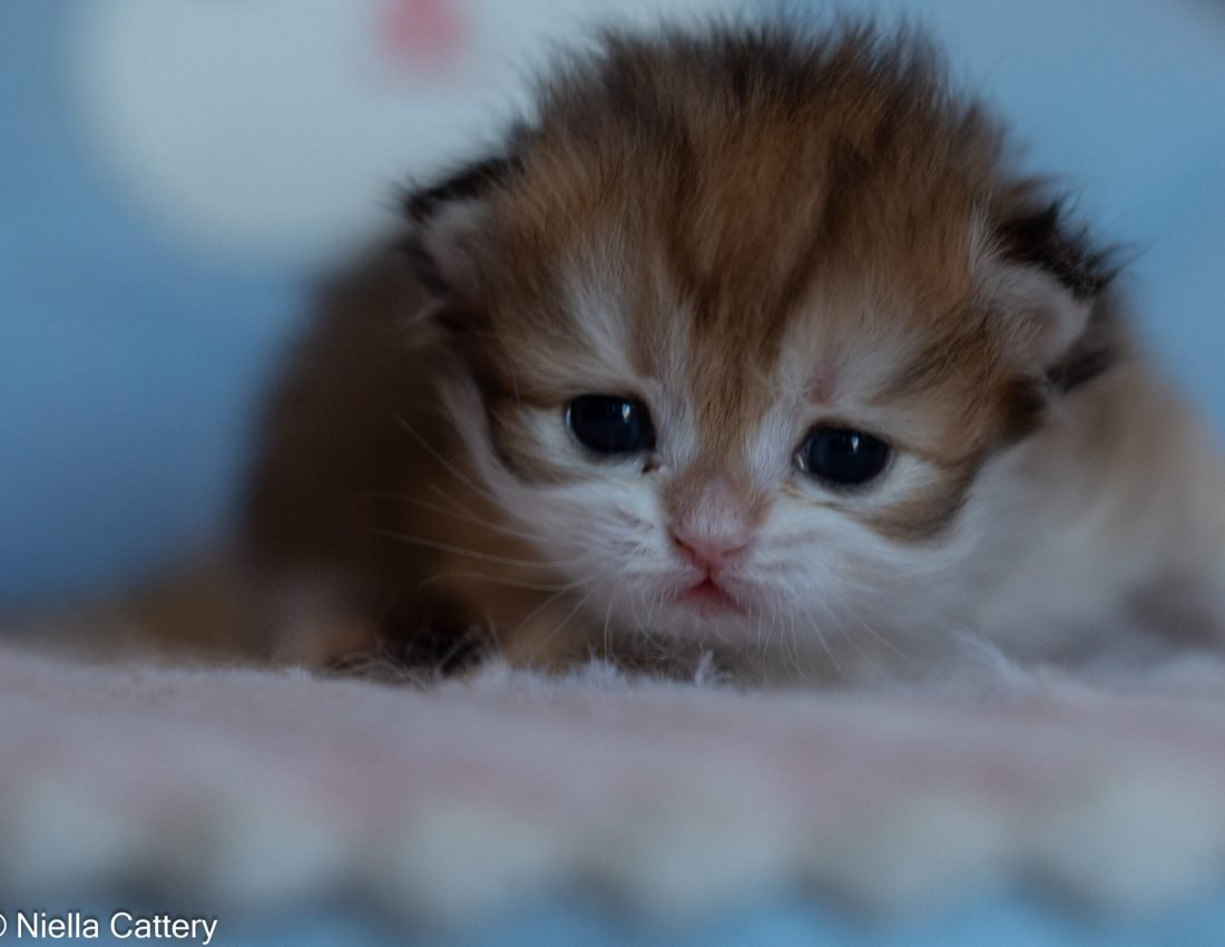 48aa9ba65ce3a5de36f7ff79d0c85fe2 2