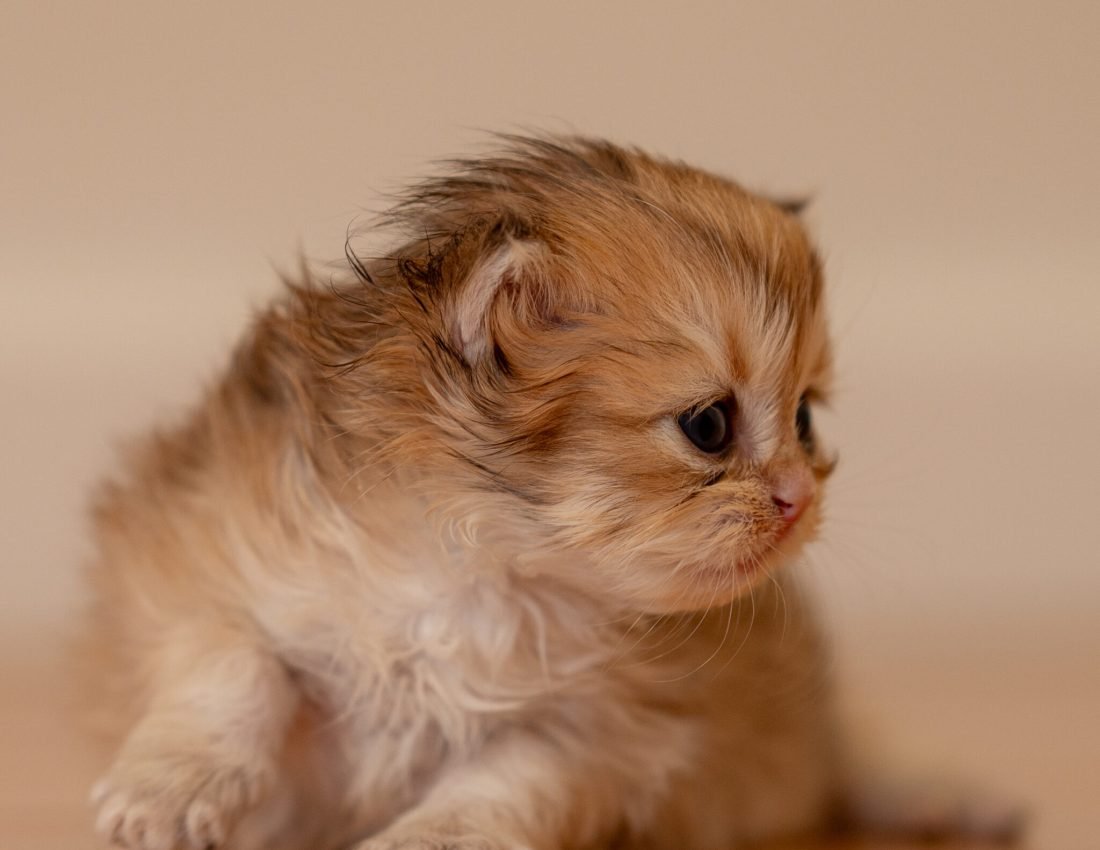 59194644cc795c43cff4945612d989ee