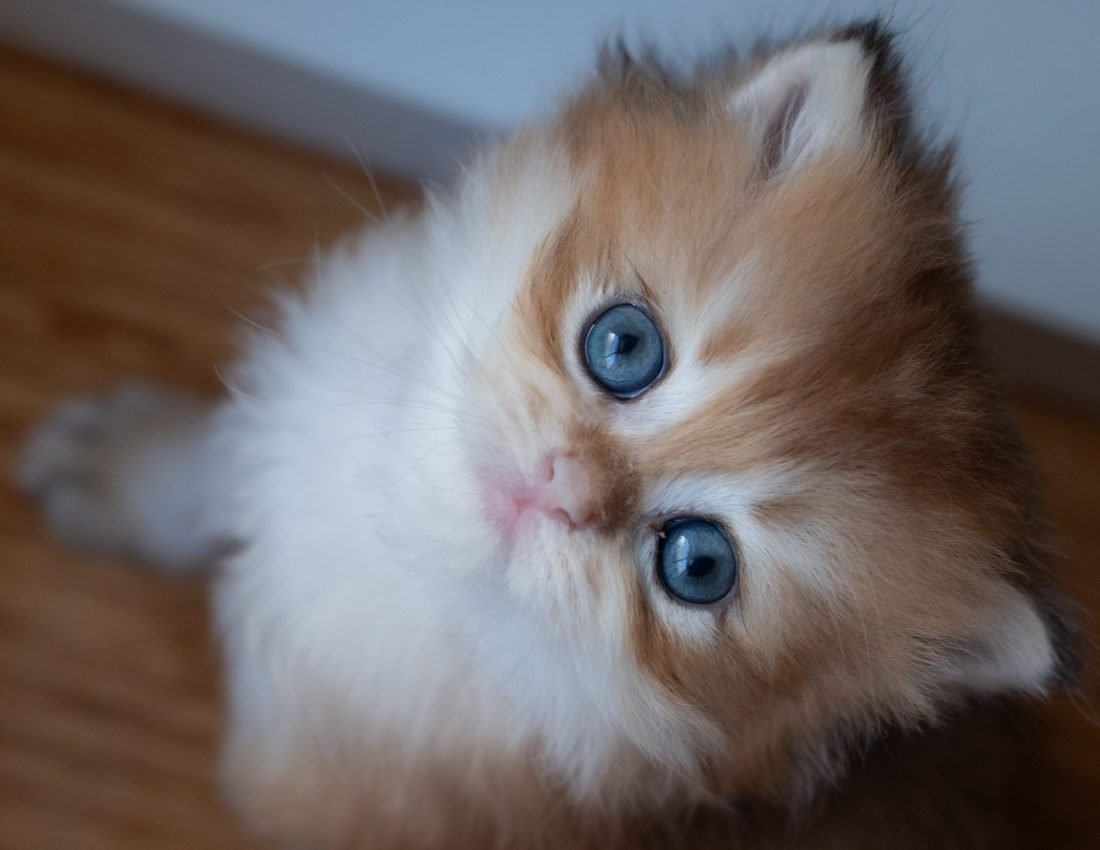 6bfe0683bc54130c7a16ff0081d5dd93