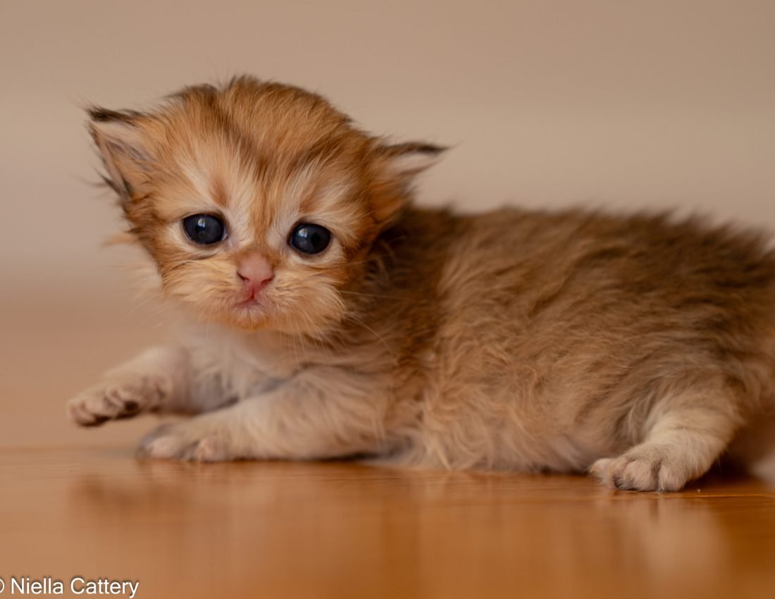 6ed5483316b0ec57dc377ea902cc69ae