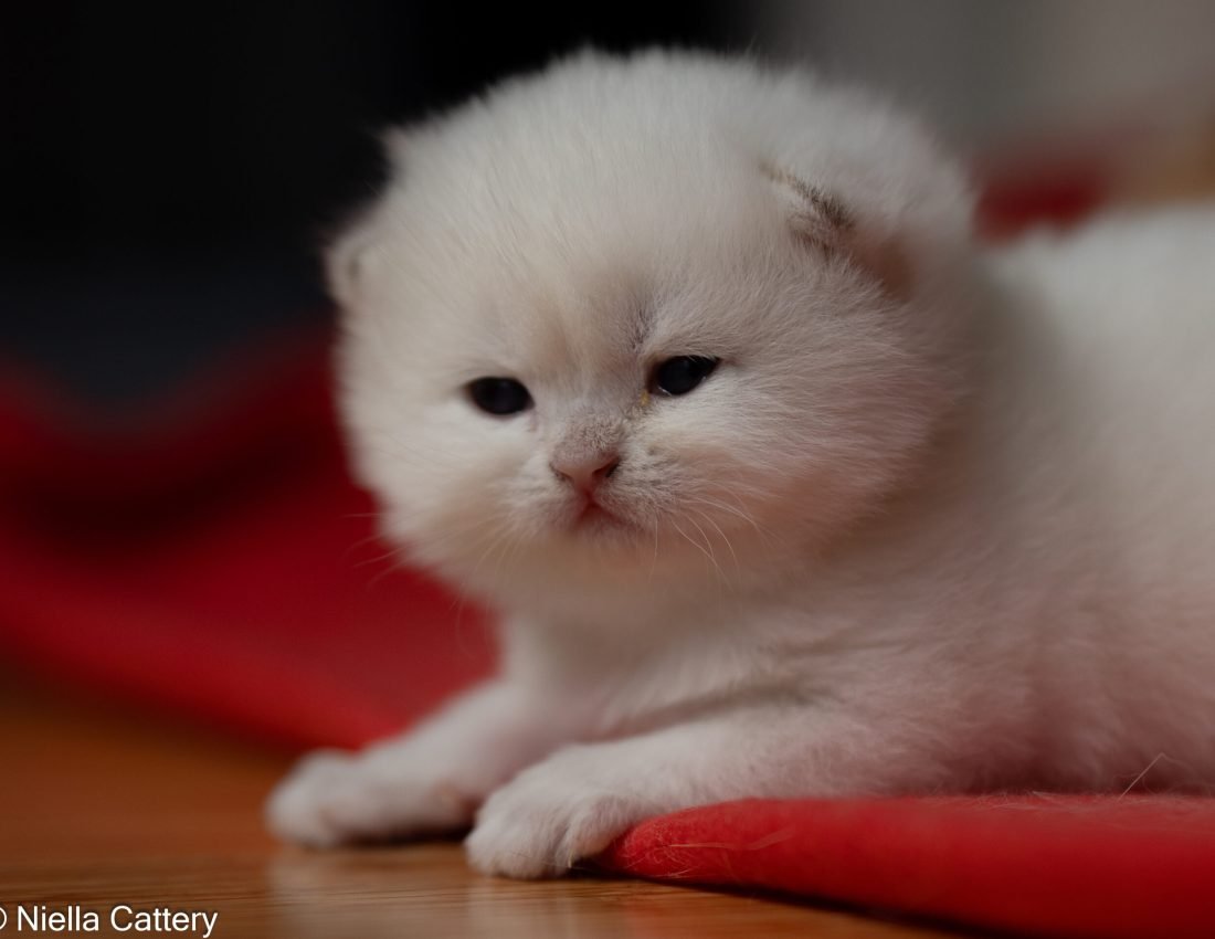 711fa8a2522b8b12d97ff382cdcaa06b