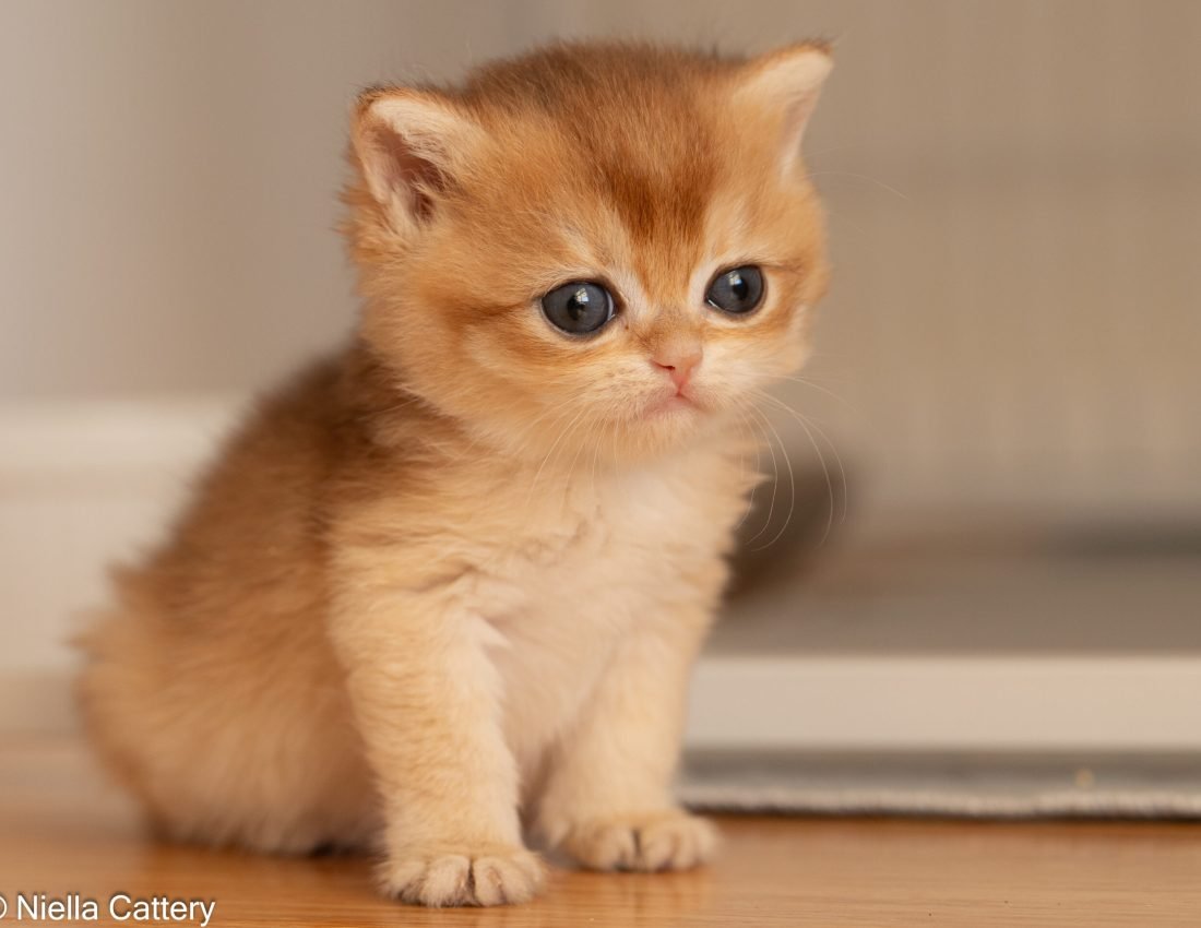 724d1ebb86f93e213a19ccff9577ba3c