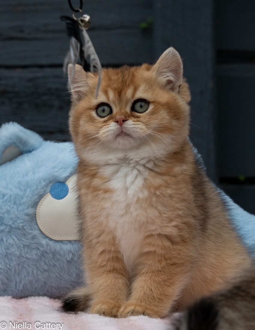 Golden British shorthair boy