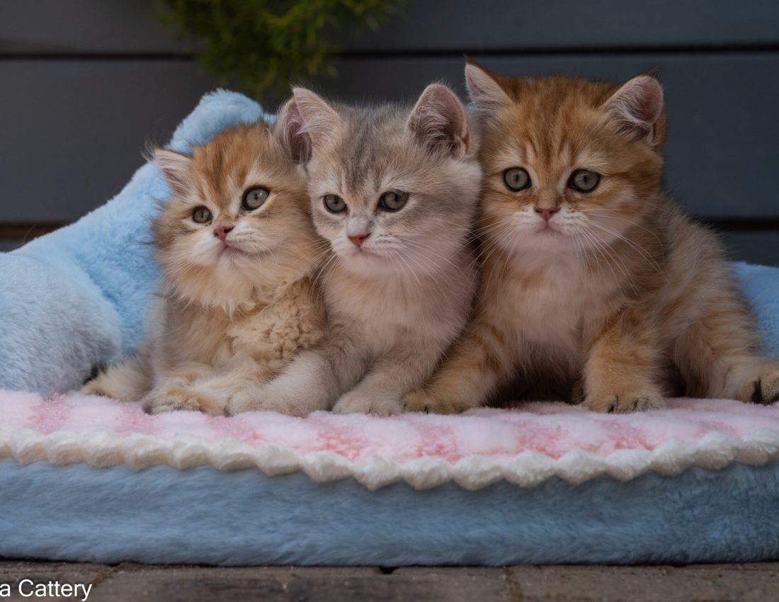 British shorthair and longhair kittens
