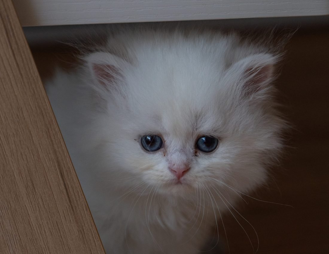 83e1117dd06157374c6e28018c8651e3