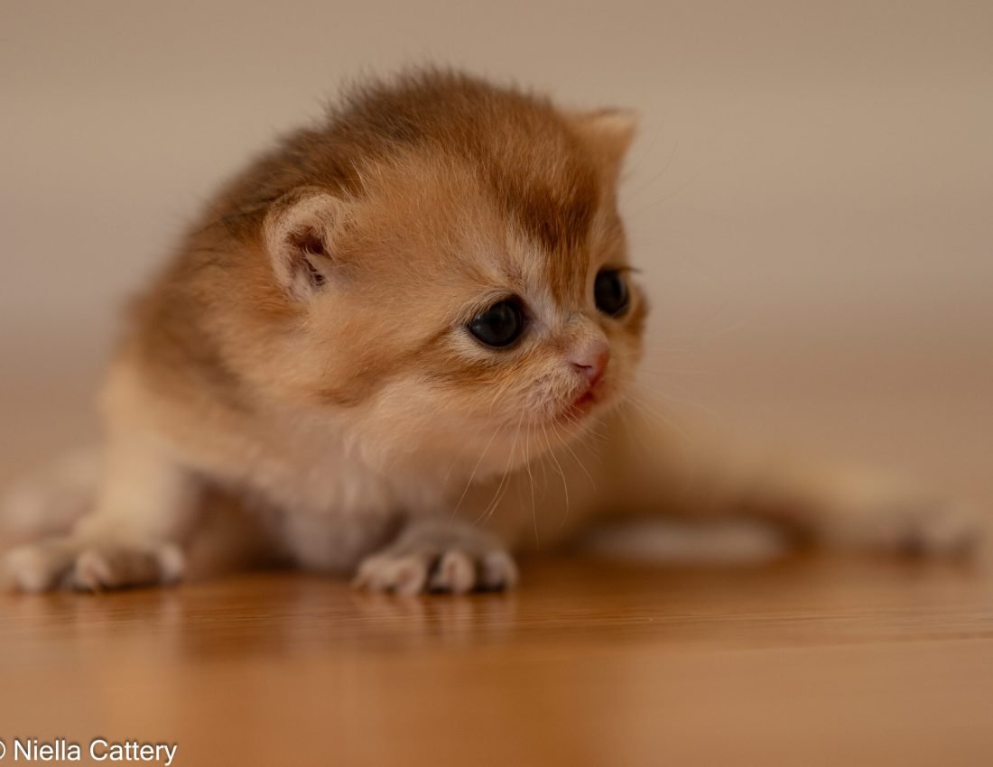 857b36cd18fd7cec32a02097dd8fe632