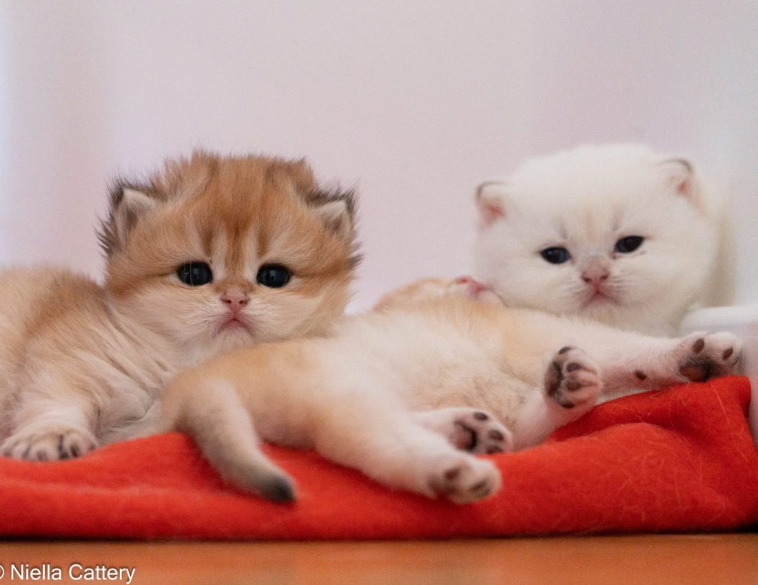 8af65ffa19525bb6beefd7d2fd670916