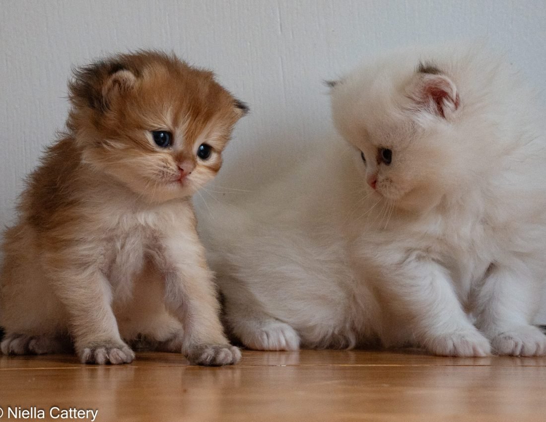 9439b153086e9290ffd9ecd9664c2517