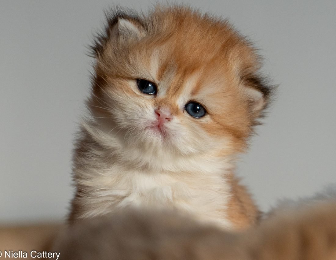 9da9970002a4d339a3b42c75785c3e96