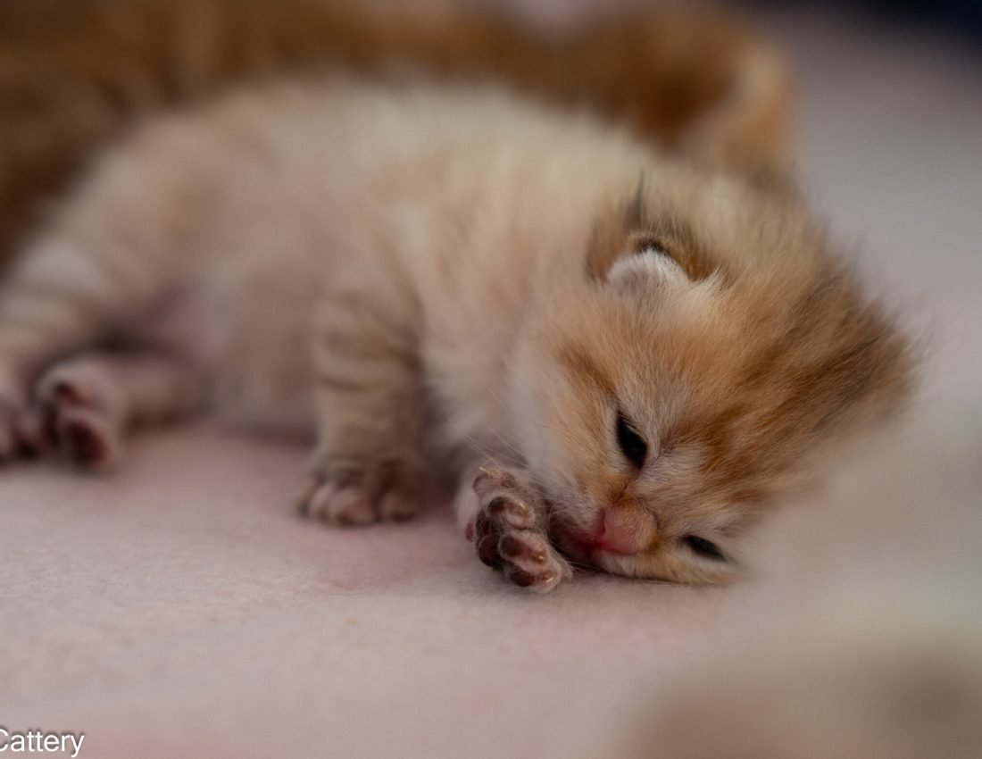 Black-golden shaded kitten