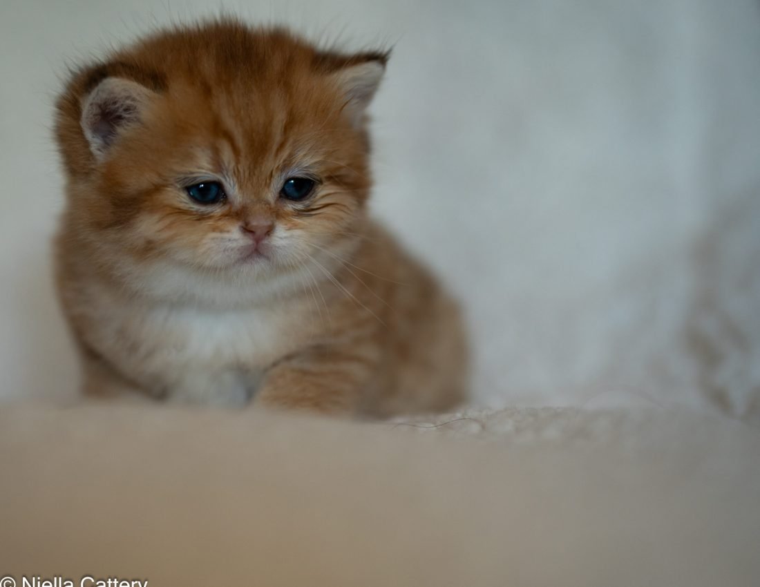 British Shorthair kitten
