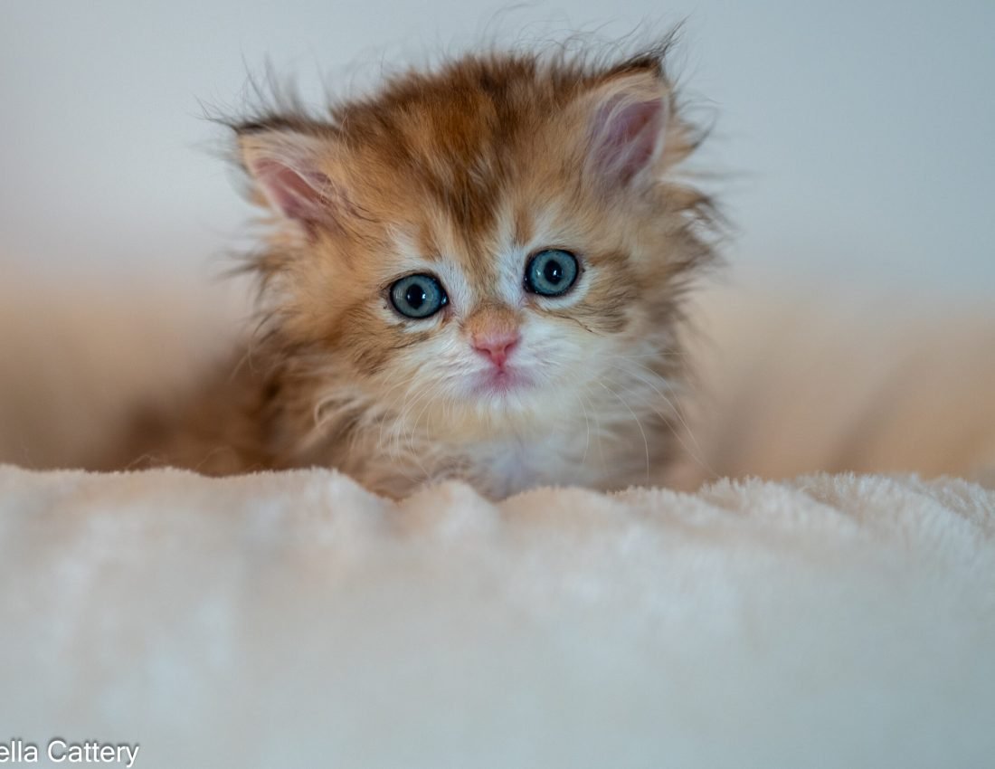 Black golden shaded longhair kitten