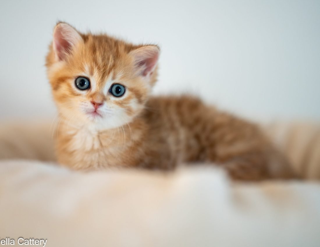 British shorthair kitten
