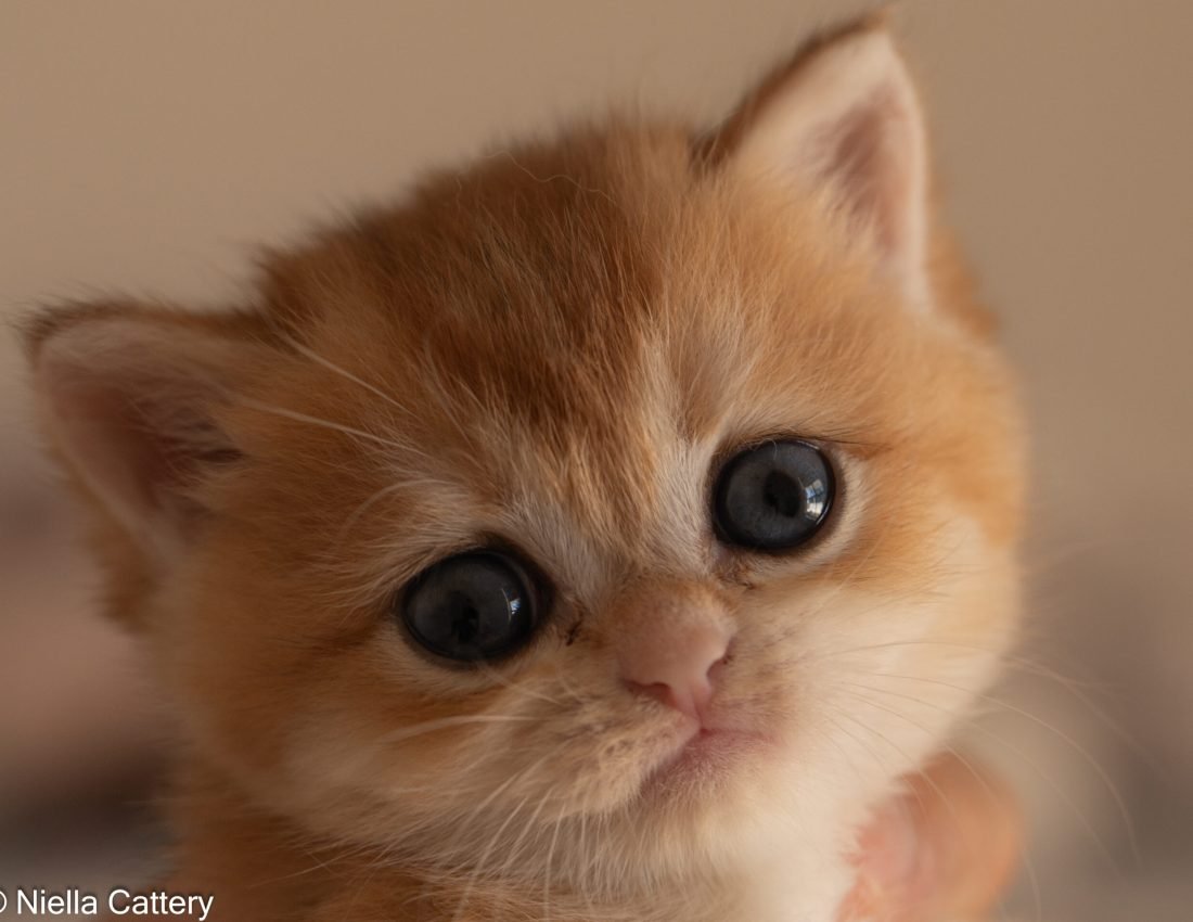 a556172cf545045b97fdc66db380e133