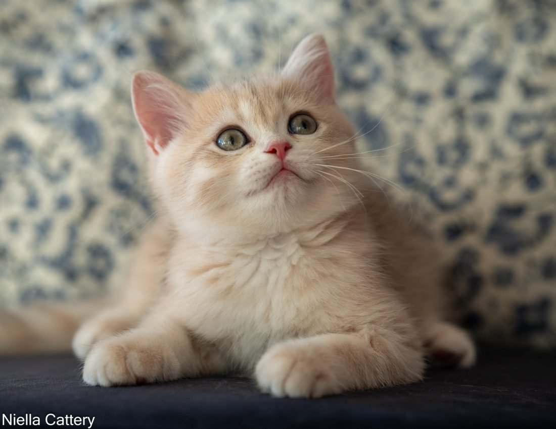 Blue Golden British shorthair kitten