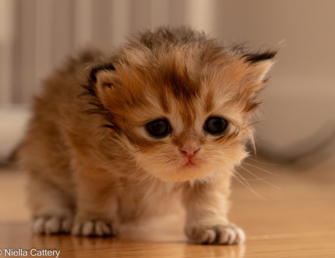 c259abe77e1c09ca5d05688a698f1112