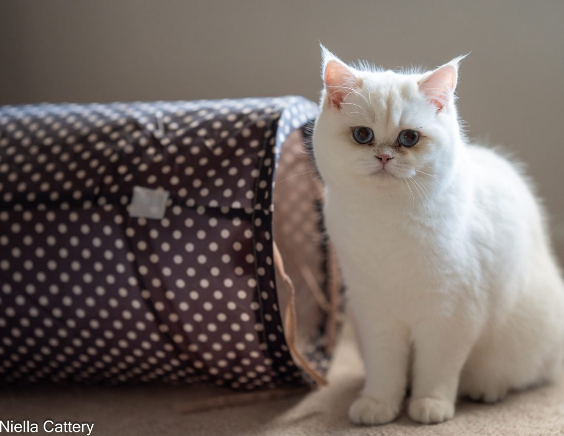 Golden Shaded British Shorthair Queen